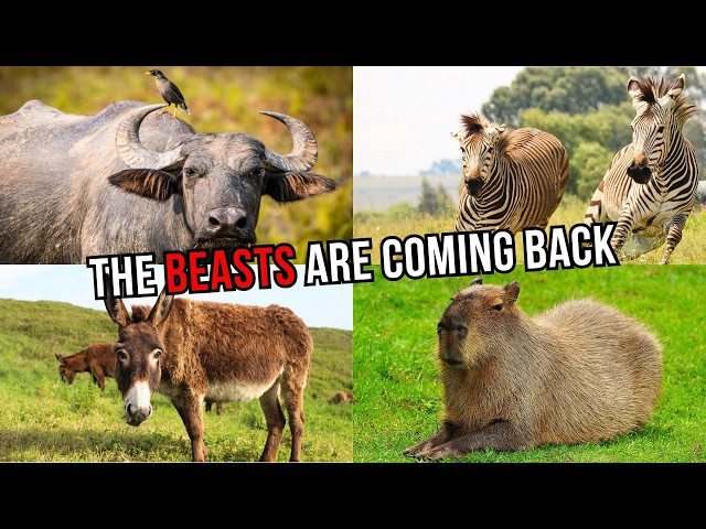 Pleistocene Park is NOT the Only Pleistocene Rewilding Example - Here's How
