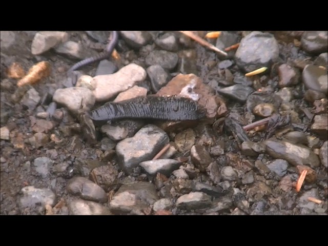 Mutant Land Leeches of Alaska