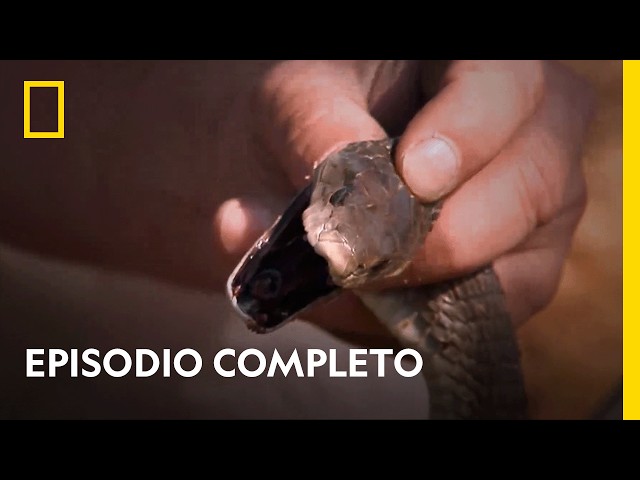 Las serpientes más mortíferas del mundo 🐍 | ENCUENTROS PELIGROSOS | NATIONAL GEOGRAPHIC ESPAÑA