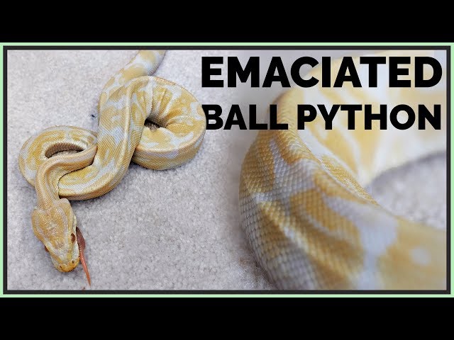 Skinniest Ball Python I've Seen - How Will We Help it?