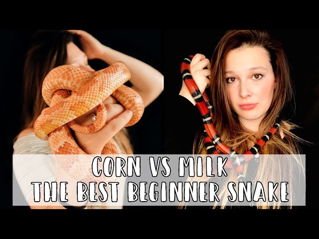 Milk Snakes vs Corn Snakes: The Best Beginner Snake