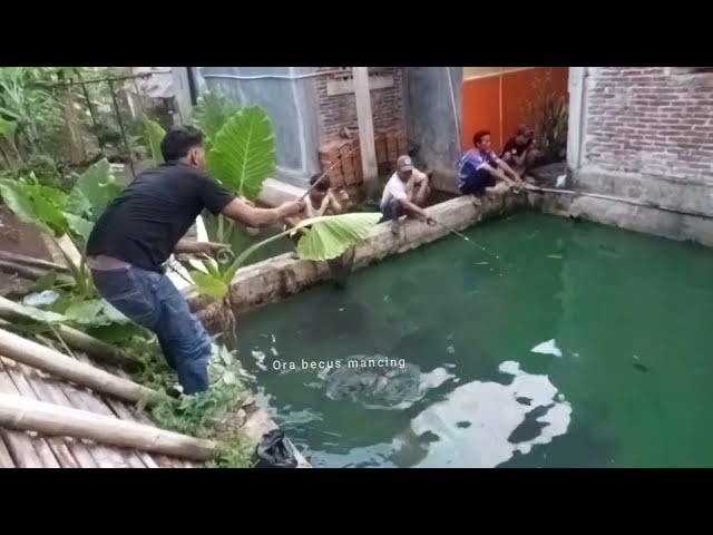 Mancing borongan ikan lele babon babon..
