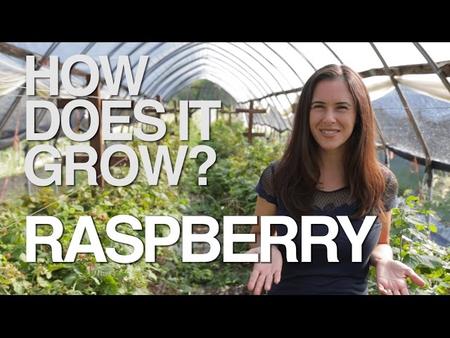 RASPBERRY | How Does it Grow?