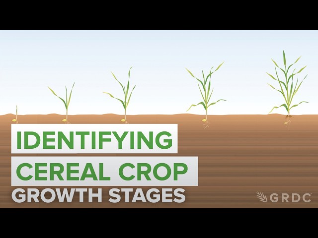 How to identify cereal crop growth stages using the Zadoks Growth Scale