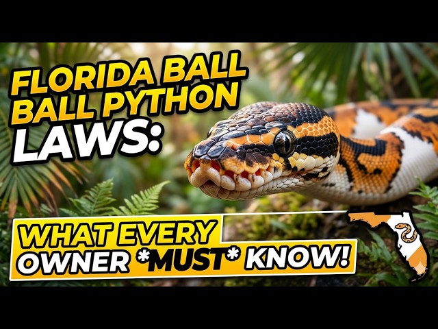 Florida Ball Python Laws: What Every Snake Owner Must Know!