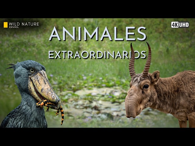 ANIMALES EXTRAORDINARIOS - Las Adaptaciones Más Bizarras de la Naturaleza | Documental Animal