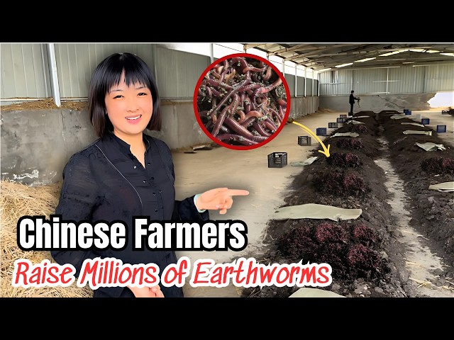 How To Build The World's Largest EARTHWORM Farm in China