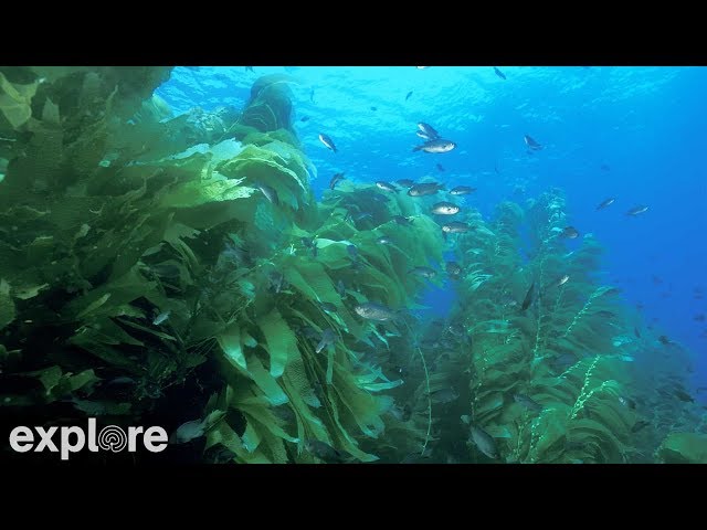 USC Wrigley Catalina Marine Reserve powered by EXPLORE.org