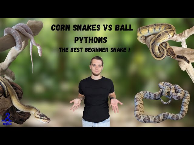 THE BEST BEGINNER SNAKE: BALL PYTHON VS CORN SNAKE !