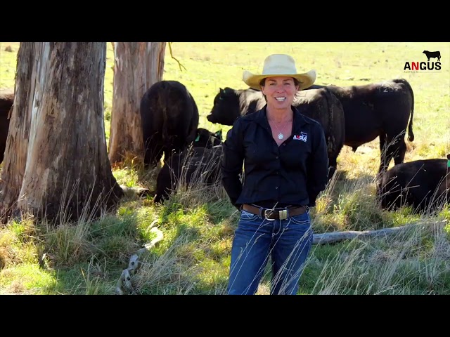 Angus Australia World Angus Forum 2025