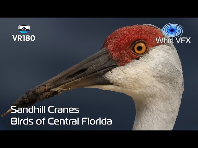 Sandhill Crane | Birds of Central Florida | VR180 8K 3D | Nature Documentary