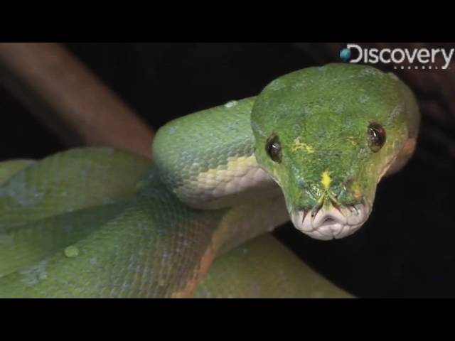Green Tree Python