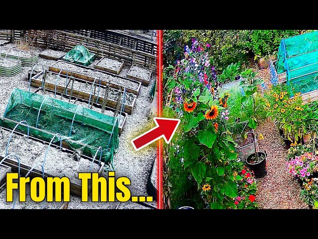 I Filmed My Allotment for 8 Months... Here's What Happened | Satisfying Time Lapse