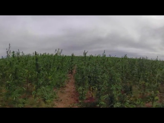 Hemp Foods Australia 360 VR hemp field video 2018