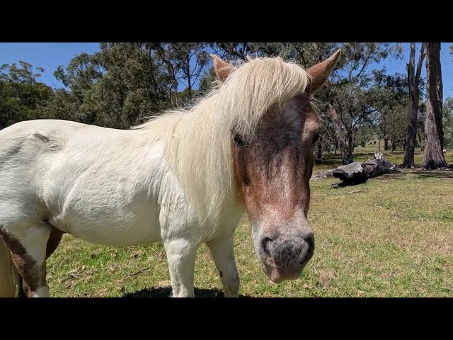 Off-grid #camping New England Robson MDC XTT #roadtrip NSW 