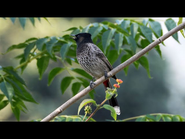 Red-vented Bulbul Bird Sound