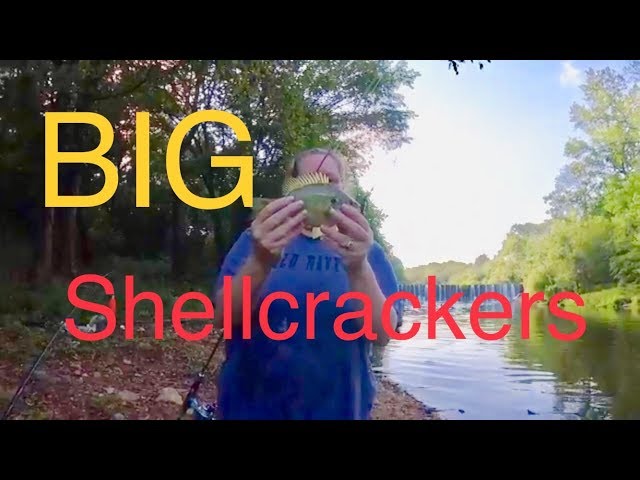 Catching Big Shellcrackers at a Dam