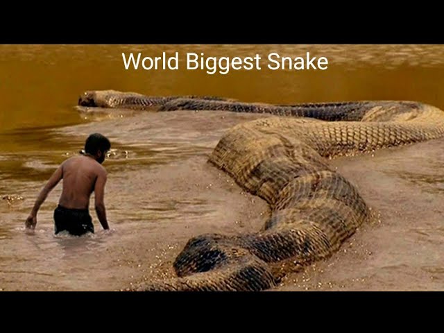 World biggest snake in world record History