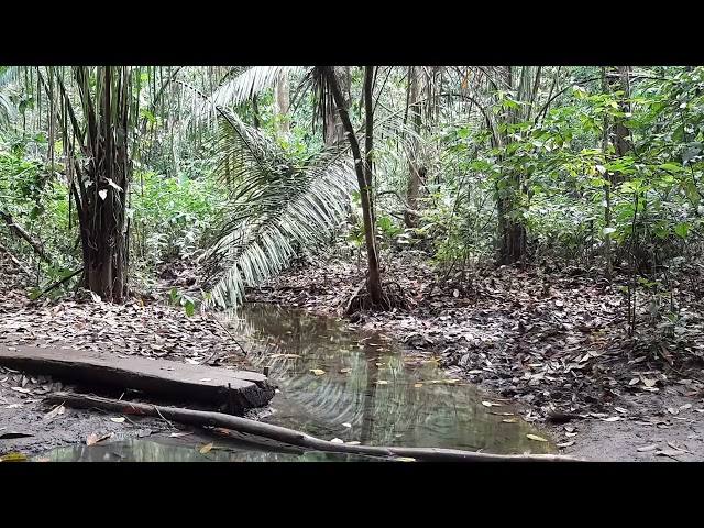 Visitación e inversiones son analizas en mesa de trabajo sobre el Parque Nacional Corcovado