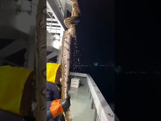 Nighttime Boat Rescue: Giant Python Coiled on Rope!