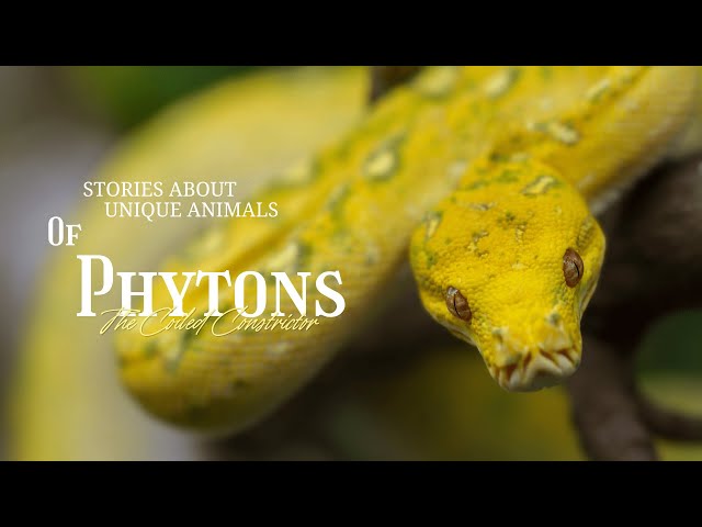 The Snake That Swallowed an Alligator Whole