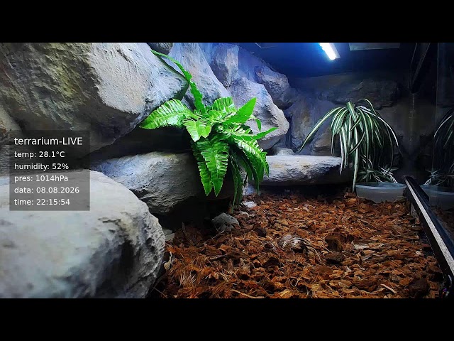 terrarium-LIVE 🔴 08/08/2026 🐍 Ball Python Regius Snake