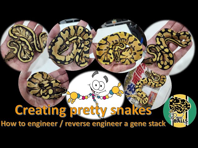 Breeding Ball Pythons; How to make a pretty snake.