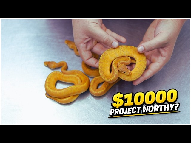 Is it worth $10000? The INSANE Potential of Sunset Ultramel! 🔥🤯