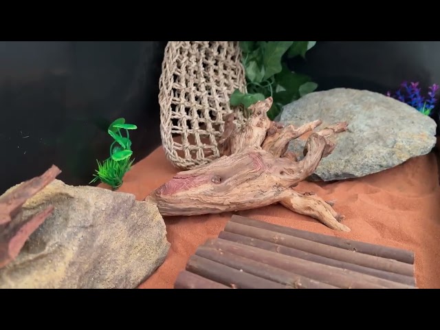 Complete Reptile Set up! Bearded Dragon Tank, lights & sand