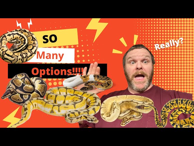 The right Ball for you - Which ball python should you get?