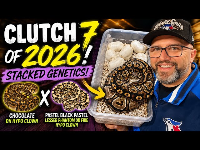 WE HIT CLUTCH 7! 🔥 INSANE Ball Python Genetics! | 2026 Breeding Season