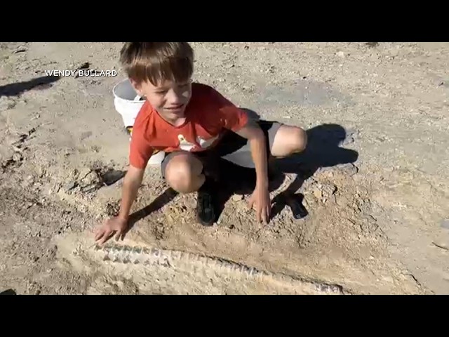 12-Year-Old Boy Finds 80 Million Year-Old Fossil In Kansas