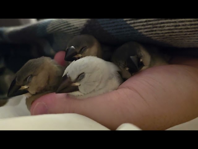 Don't wake Java Finches! (Day 30)