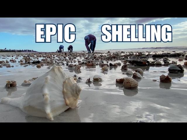 Looking for Seashells After a Storm. Spoiler Alert: It was Amazing!