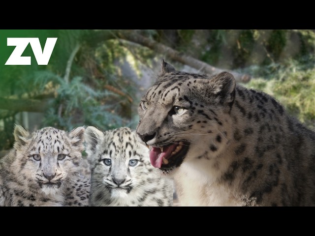Go behind the scenes with the Snow Leopard cubs at Melbourne Zoo