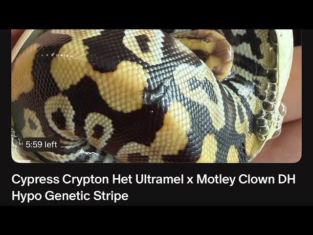 ‼️BABY SNAKES ARE HATCHING😱🥚🐍- Ball Python Egg Cutting (Assisted hatching)