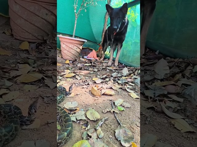 Dog vs Python Snake | Shocking Wildlife Encounter #naturelovers #snake #snakevideo #wildlife