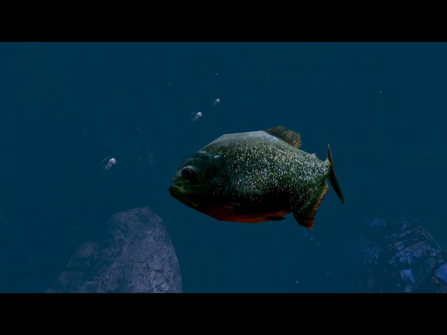 Diving into the Ocean | Ocean Rift