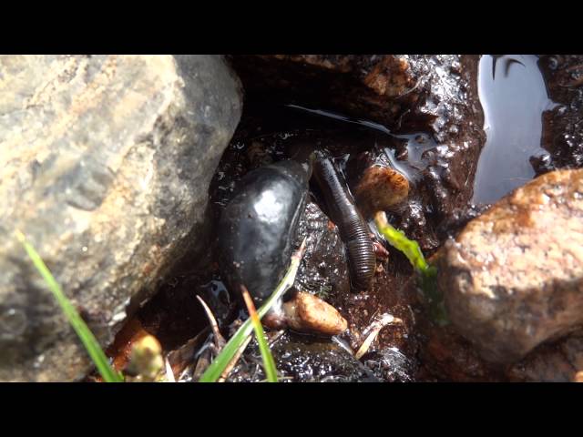 Unusual Freshwater Leech, Árainn Mhór