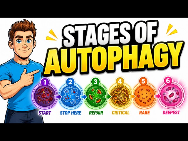 Every Stage of Autophagy Explained and How To Unlock Each Level