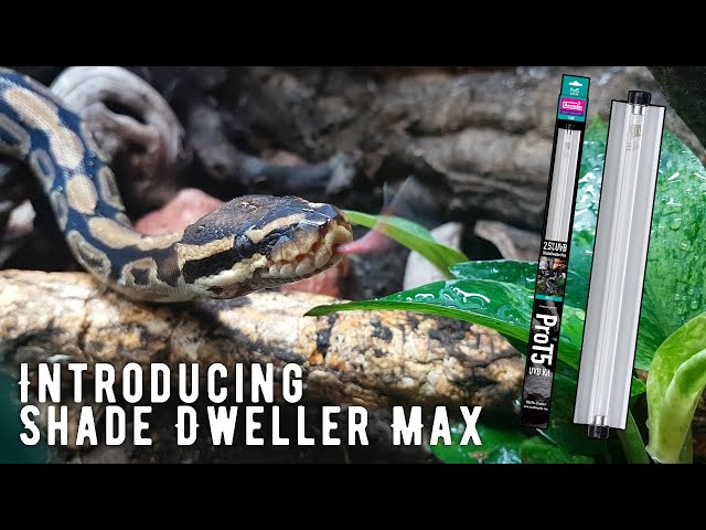 UV Lighting for Snakes! ShadeDweller-Max, Arcadia Reptile.