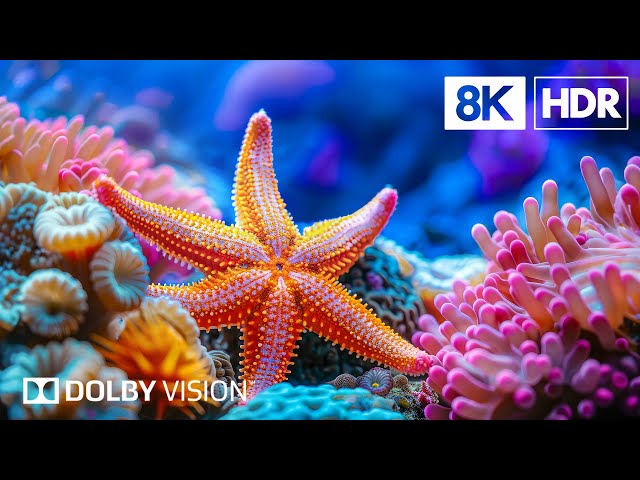 Breathtaking Marine Paradise in 8K HDR | Dolby Vision™