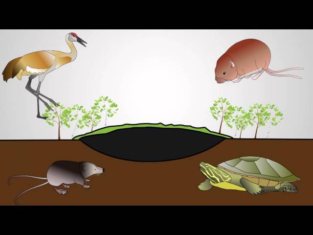 What is a Bog?
