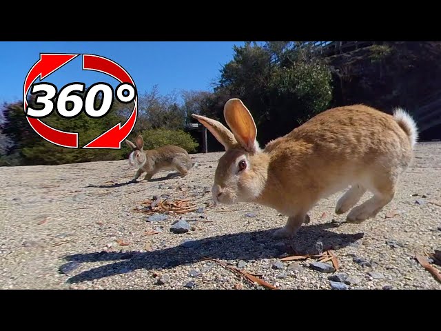 VR 360° | Will you run to me even from such a distance!?