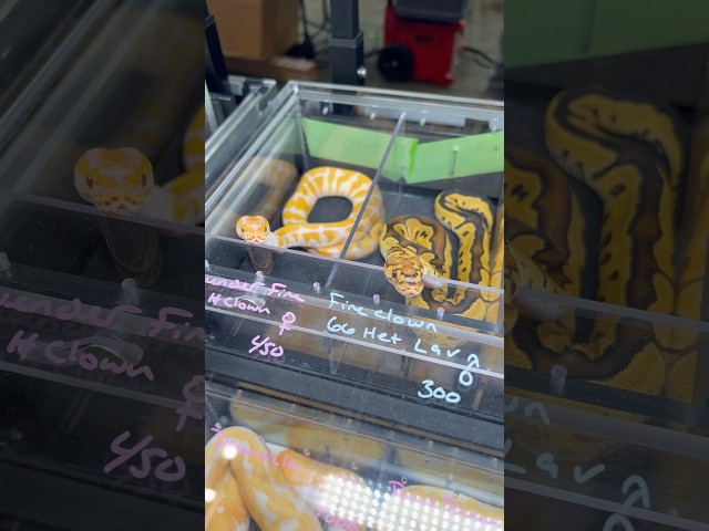 UNREAL BALL PYTHONS WE SAW AT A REPTILE EXPO🔥