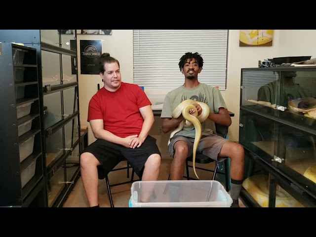 Retics Vs Burmese python discussion