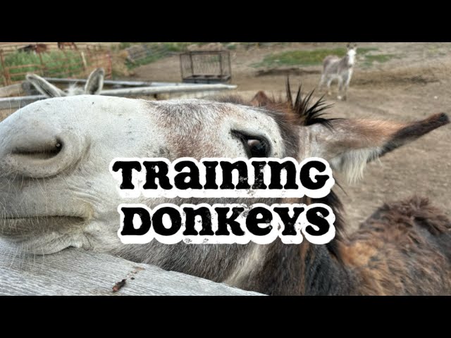 The Ultimate Guide to Training Donkeys | Beginner-Friendly Breakdown