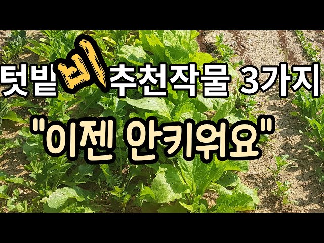 3 Vegetables I No Longer Grow in My Garden