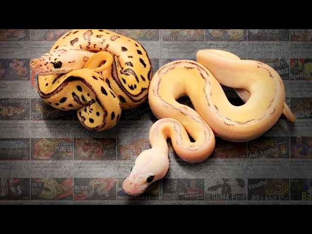 Epic Ball Python combos (My 2018 Favorites) + Contest Finale!