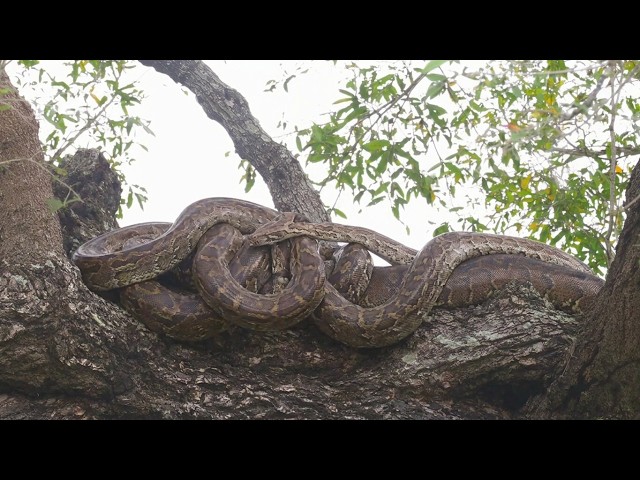Witnessing a Rare Wild Python Breeding Ball in the Kruger National Park with @PKSafaris